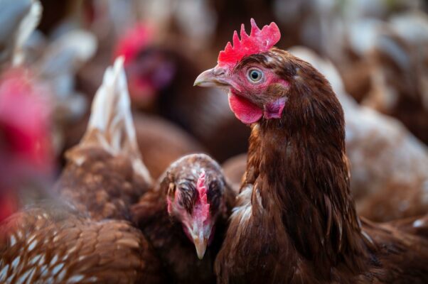 8f443556340f10a497dab2d0fa249121 Html A9c847fa